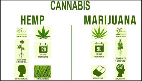 does hemp seed contain thc.